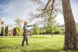 Trusted Littlerock, CA Tree Services Experts