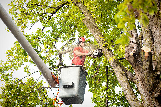 How Our Tree Care Process Works  in Littlerock, CA